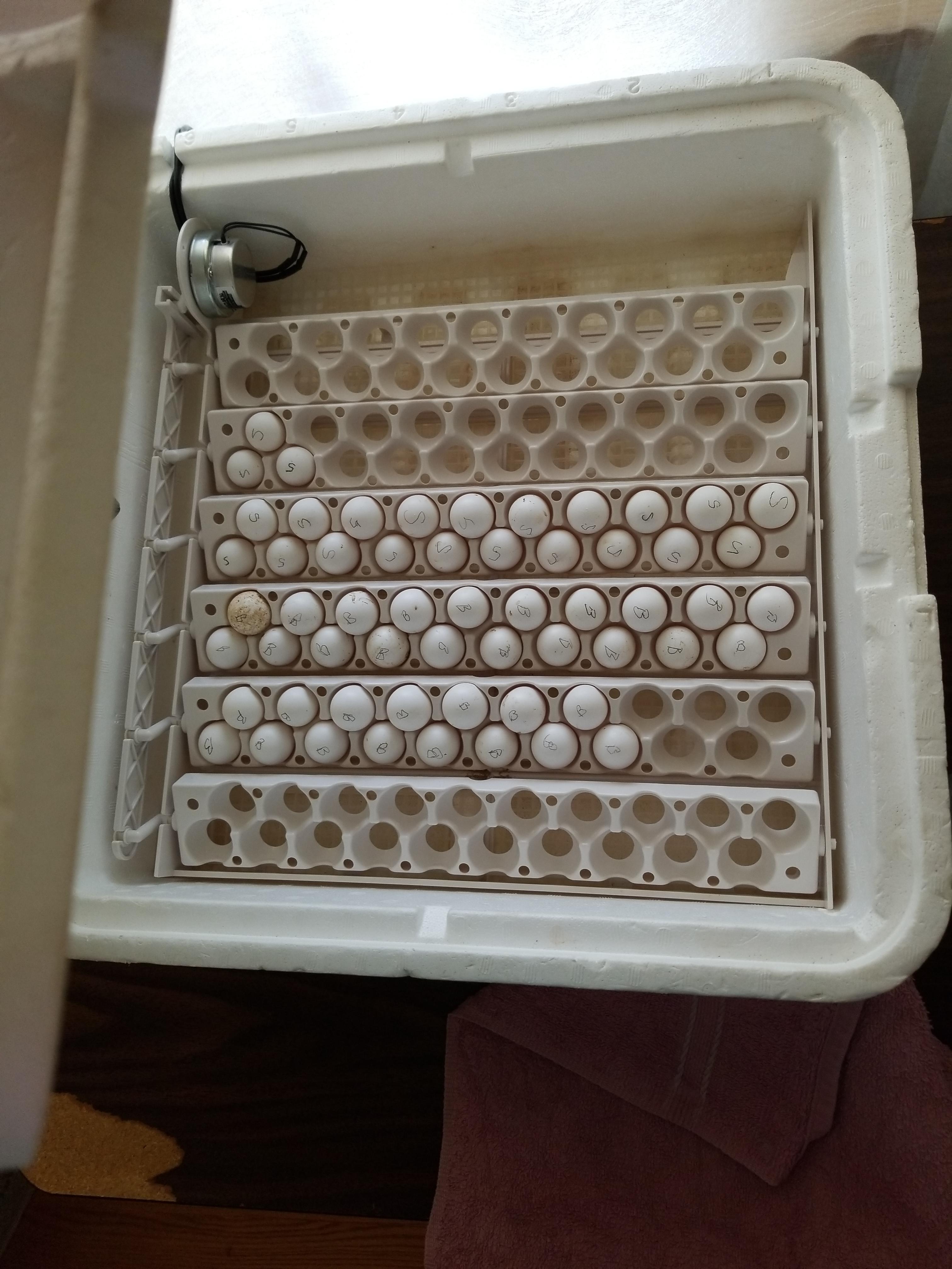 Chicken eggs marked in pencil, loaded into the rails of a Little Giant egg turner inside the foam incubator
