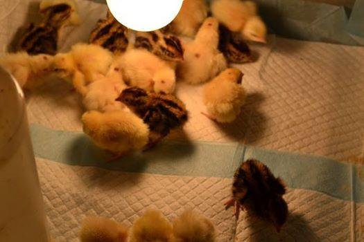 Newly hatched quail chicks drying under a brooder lamp on paper bedding