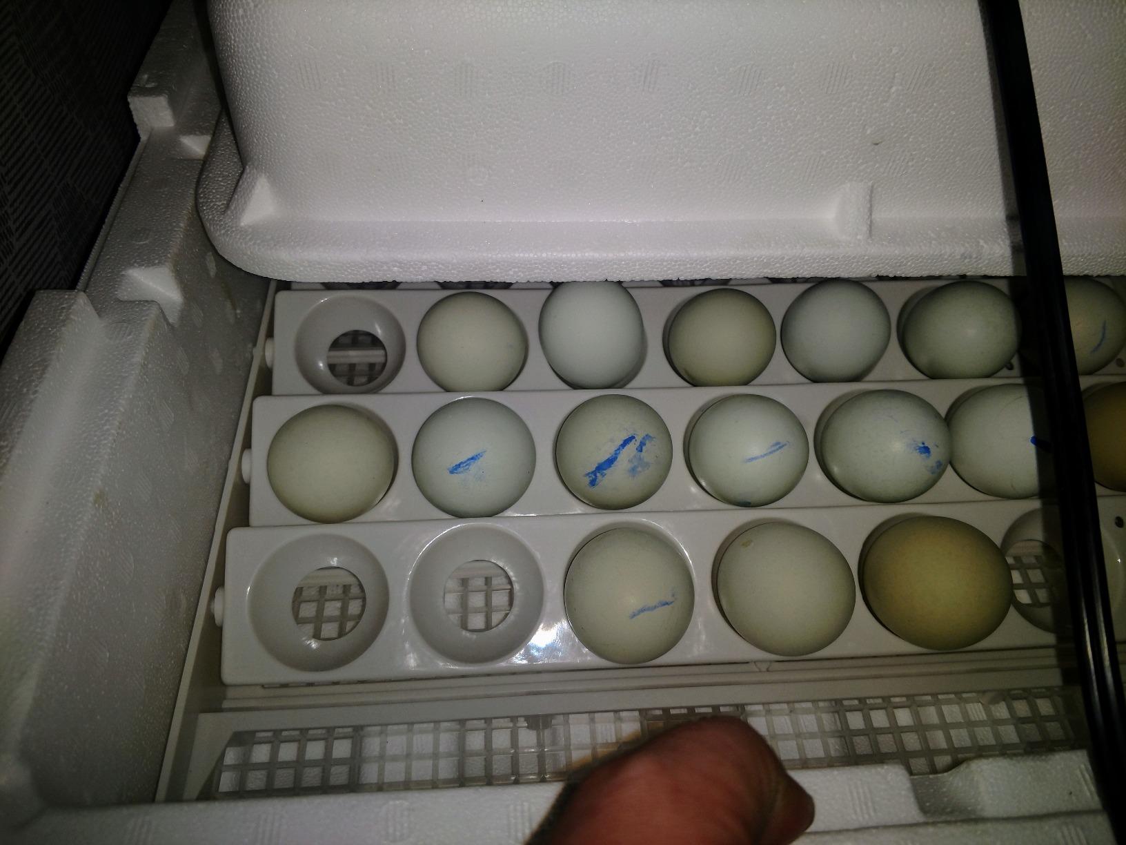Blue-green chicken eggs marked in blue pencil, sitting in the turner rails inside a Little Giant incubator